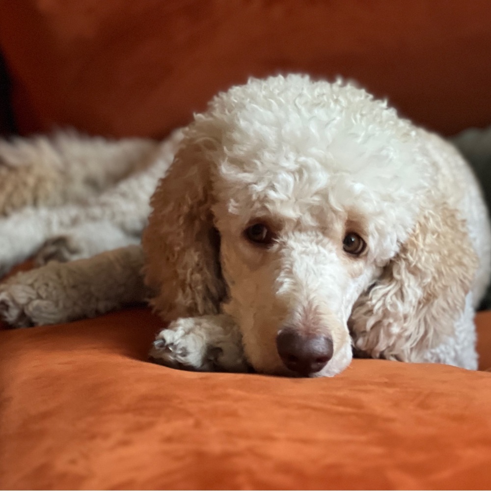 Meet your Posher, Diego